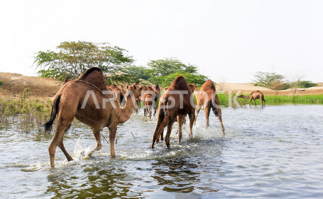مزرعة  تربية الإبل والجمال ، فعاليات وأنشطة ترفيهيه في المملكة العربية السعودية ،الطبيعة الصحراوية ، قافلة من الجمال في محمية برية ، قطيع من الجمال بالصحراء في وضع النهار