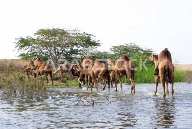 مزرعة  تربية الإبل والجمال ، فعاليات وأنشطة ترفيهيه في المملكة العربية السعودية ،الطبيعة الصحراوية ، قافلة من الجمال في محمية برية ، قطيع من الجمال بالصحراء في وضع النهار
