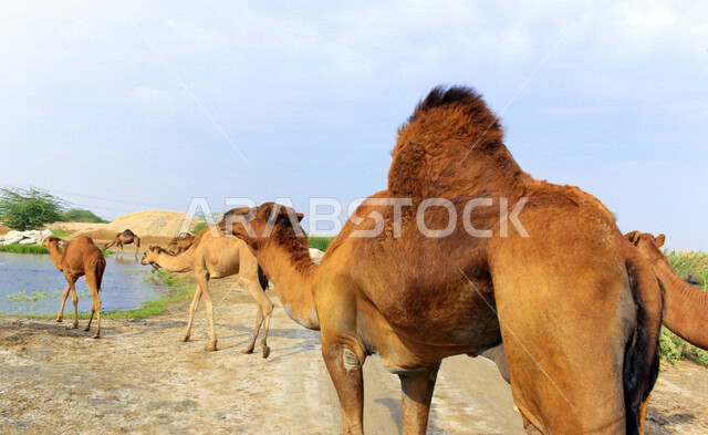 مزرعة  تربية الإبل والجمال ، فعاليات وأنشطة ترفيهيه في المملكة العربية السعودية ،الطبيعة الصحراوية ، قافلة من الجمال في محمية برية ، قطيع من الجمال بالصحراء في وضع النهار