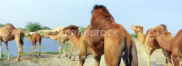 مزرعة  تربية الإبل والجمال ، فعاليات وأنشطة ترفيهيه في المملكة العربية السعودية ،الطبيعة الصحراوية ، قافلة من الجمال في محمية برية ، قطيع من الجمال بالصحراء في وضع النهار