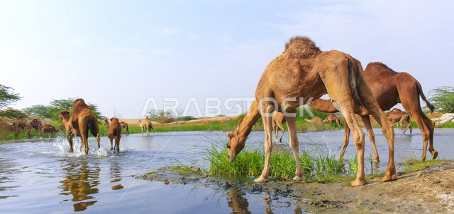 مزرعة  تربية الإبل والجمال ، فعاليات وأنشطة ترفيهيه في المملكة العربية السعودية ،الطبيعة الصحراوية ، قافلة من الجمال في محمية برية ، قطيع من الجمال بالصحراء في وضع النهار