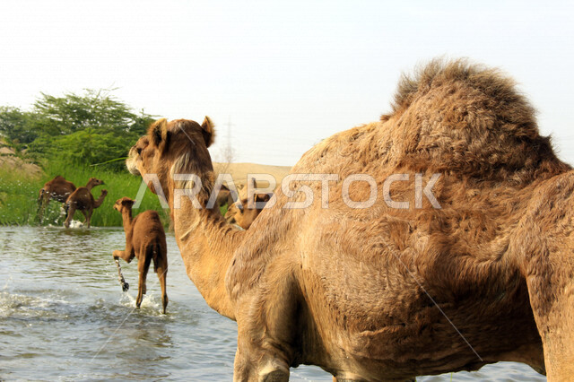 مزرعة  تربية الإبل والجمال ، فعاليات وأنشطة ترفيهيه في المملكة العربية السعودية ،الطبيعة الصحراوية ، قافلة من الجمال في محمية برية ، قطيع من الجمال بالصحراء في وضع النهار