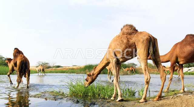 حيوان الجمل (الأبل) من الحيوانات الصحراوية شديدة الصبر والتحمل، فعاليات وأنشطة ترفيهيه في المملكة العربية السعودية،الجمل سفينة الصحراء،جمال الطبيعة الصحراوية، قوافل من الجمال في محمية برية ،أماكن سياحية
