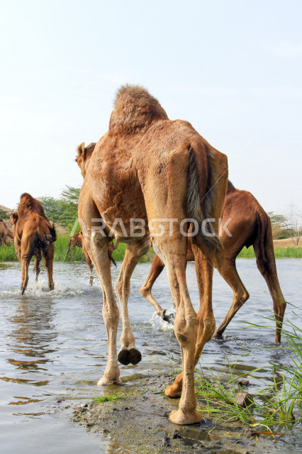 مزرعة  تربية الإبل والجمال ، فعاليات وأنشطة ترفيهيه في المملكة العربية السعودية ،الطبيعة الصحراوية ، قافلة من الجمال في محمية برية ، قطيع من الجمال بالصحراء في وضع النهار