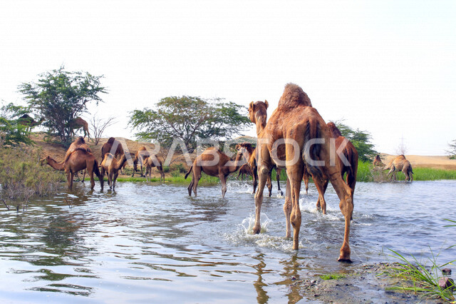 مزرعة  تربية الإبل والجمال ، فعاليات وأنشطة ترفيهيه في المملكة العربية السعودية ،الطبيعة الصحراوية ، قافلة من الجمال في محمية برية ، قطيع من الجمال بالصحراء في وضع النهار