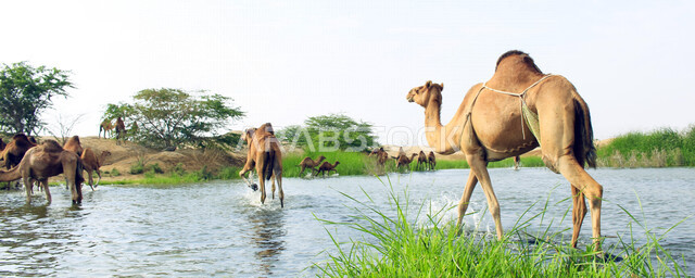 مزرعة  تربية الإبل والجمال ، فعاليات وأنشطة ترفيهيه في المملكة العربية السعودية ،الطبيعة الصحراوية ، قافلة من الجمال في محمية برية ، قطيع من الجمال بالصحراء في وضع النهار