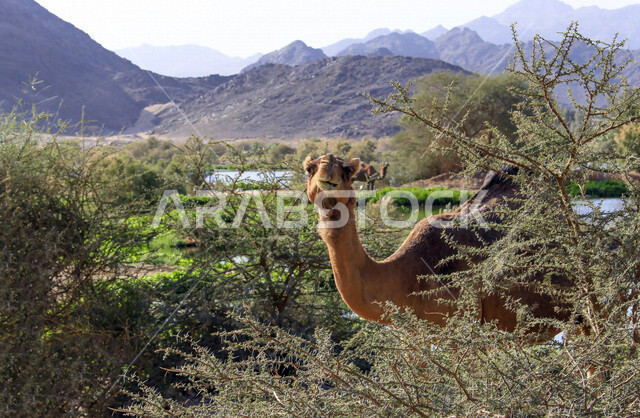 صورة لحيوان الجمل ، جمال الطبيعة الصحراوية ، صورة لجمل في محمية برية ، تربية الإبل والجمال
