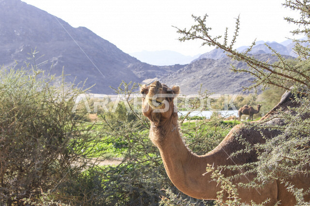 صورة لحيوان الجمل ، جمال الطبيعة الصحراوية ، صورة لجمل في محمية برية ، تربية الإبل والجمال