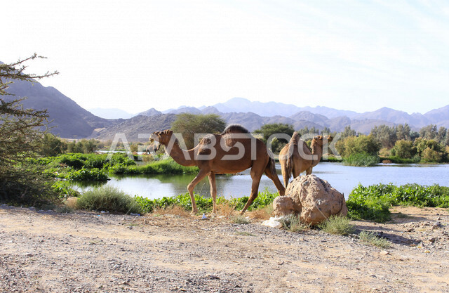 صورة لحيوان الجمل ، جمال الطبيعة الصحراوية ، صورة لجمل في محمية برية ، تربية الإبل والجمال
