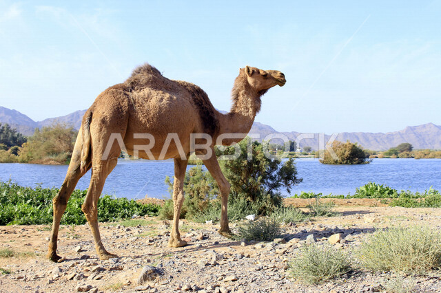 حيوان الجمل من الحيوانات الصحراوية شديدة الصبر والتحمل ،الجمل سفينة الصحراء ، جمال الطبيعة الصحراوية ، صورة لجمل في محمية برية ، أماكن سياحية ، تربية الحيوانات