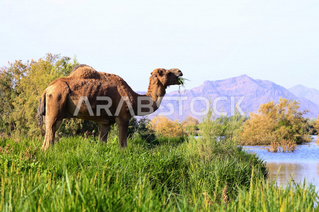 A picture of a camel animal, the beauty of desert nature, a picture of a camel in a wilderness reserve, camel and camel breeding