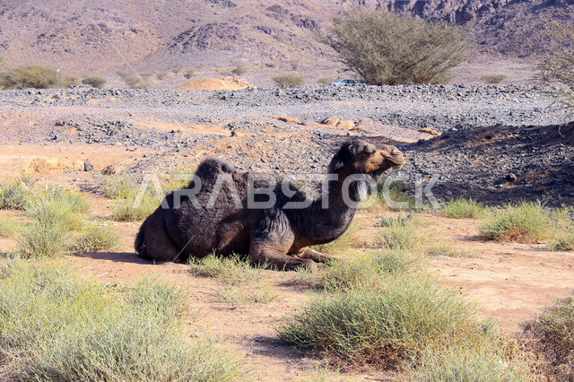 صورة لحيوان الجمل ، جمال الطبيعة الصحراوية ، صورة لجمل في محمية برية ، تربية الإبل والجمال