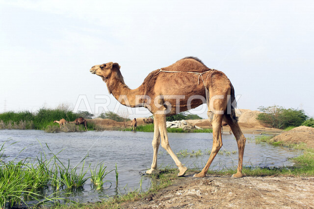 صورة لحيوان الجمل ، جمال الطبيعة الصحراوية ، صورة لجمل في محمية برية ، تربية الإبل والجمال