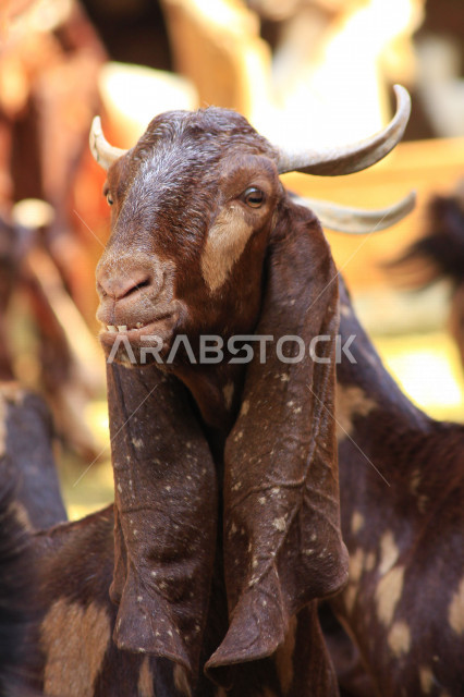 صورة مقربة لحيوان الماعز في مزارع المملكة العربية السعودية ، مزارع لتربية الحيوانات