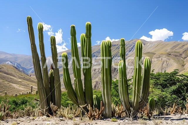 Growth of thorny plants and wild herbs in nature reserves, view of clouds in the sky of the Kingdom of Saudi Arabia, close-up photo of thorny cactus in desert areas and sand dunes in the prairies, mountain range and rock formations and formations