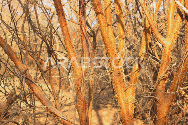 أماكن طبيعية في المملكة العربية السعودية ، الطبيعة الزراعية الخضراء ، أغصان الشجر ، جمال الطبيعة في السعودية