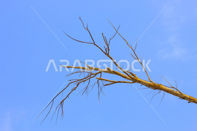 أماكن طبيعية في المملكة العربية السعودية ، الطبيعة الزراعية الخضراء ، أغصان الشجر ، جمال الطبيعة في السعودية