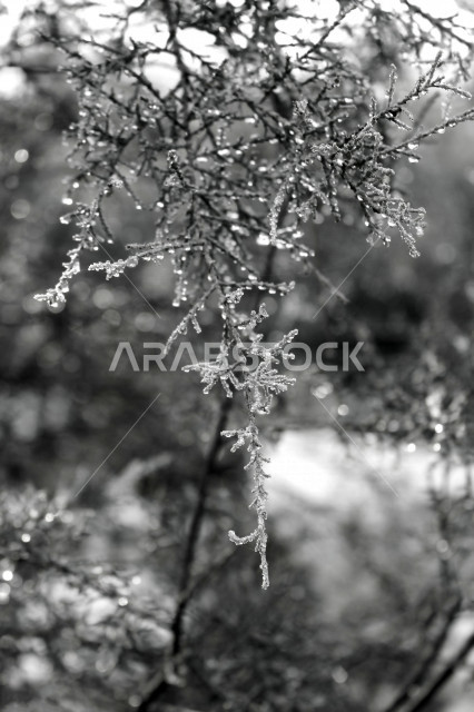 Natural places in Saudi Arabia, green agricultural nature, tree branches, the beauty of nature in Saudi Arabia