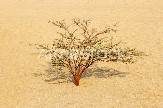Natural places in Saudi Arabia, green agricultural nature, tree branches, the beauty of nature in Saudi Arabia