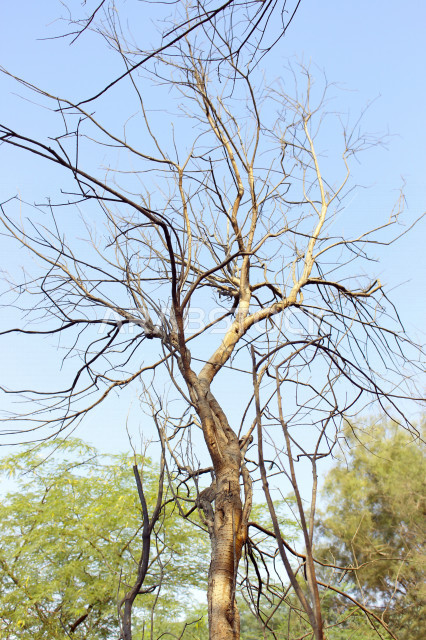 أماكن طبيعية في المملكة العربية السعودية ، الطبيعة الزراعية الخضراء ، أغصان الشجر ، جمال الطبيعة في السعودية