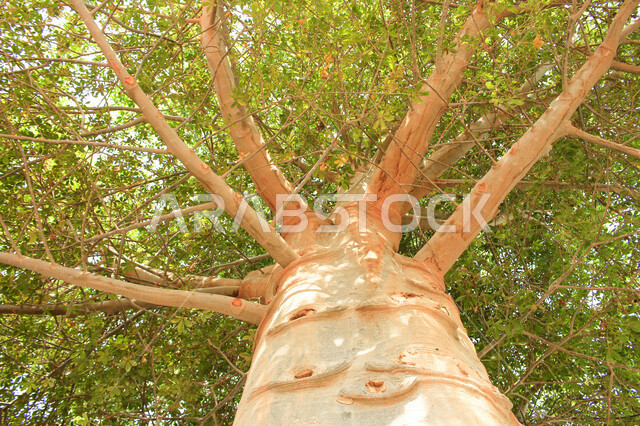 Natural places in Saudi Arabia, green agricultural nature, tree branches, the beauty of nature in Saudi Arabia