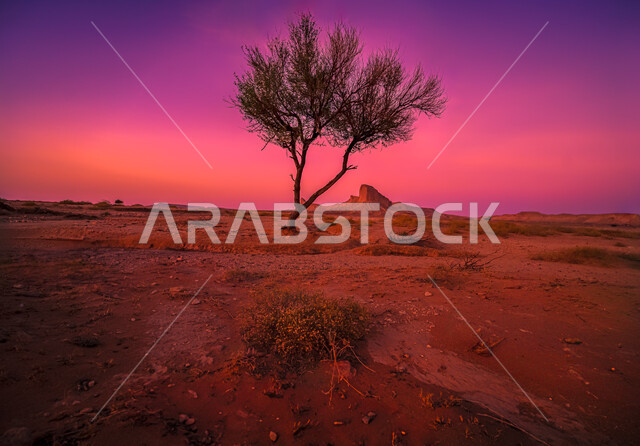 منظر غروب الشمس في الصحراء, الطبيعة الصحراوية و البيئة الجافة في صحاري المملكة العربية السعودية, نمو الأشجار و النباتات الشوكية, التضاريس و التشكلات الرملية و الصخرية, الرمال الناعمة الكثيفة