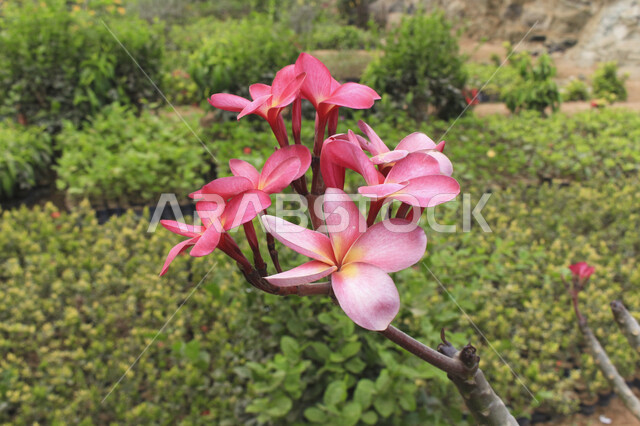 صورة مقربة لأزهار عطرية جميلة متفتحة زهرية اللون في الطبيعة الخلابة ، جمال المناظر الطبيعية في السعودية ، زراعة الازهار ، ورود وردية طبيعية منعشة في الحديقة