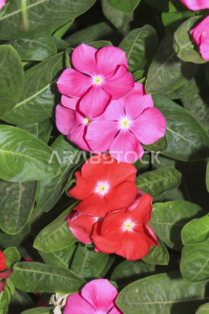 صورة مقربة لأزهار عطرية جميلة متفتحة زهرية اللون في الطبيعة الخلابة ، جمال المناظر الطبيعية في السعودية ، زراعة الازهار ، ورود وردية طبيعية منعشة في الحديقة