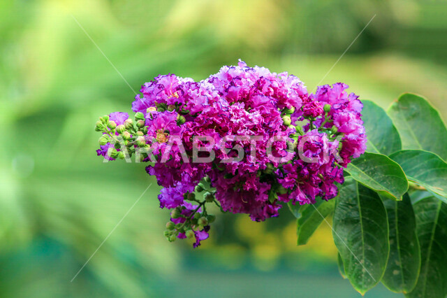 Close-up of beautiful aromatic roses blooming in purple in the green fields farm, the picturesque nature, the beauty of nature in Saudi Arabia during the day, flower cultivation