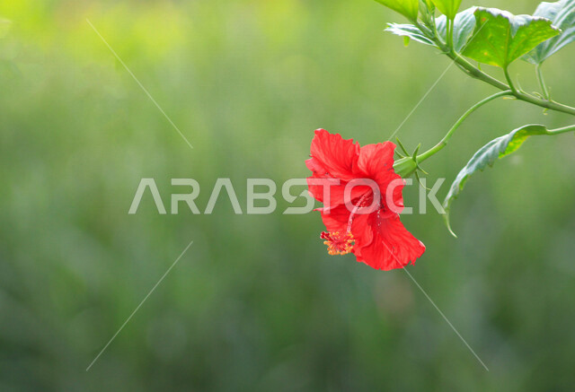 صورة مقربة لورد أحمر عطري في مزرعة الحقول الخضراء ، الطبيعة الخلابة ، جمال الطبيعة بالسعودية وقت النهار ، صورة لأزهار جميلة متفتحة