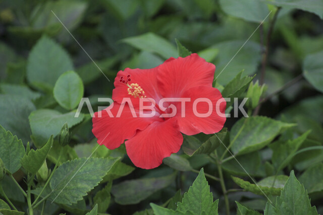 صورة مقربة لورد أحمر عطري في مزرعة الحقول الخضراء ، الطبيعة الخلابة ، جمال الطبيعة بالسعودية وقت النهار ، صورة لأزهار جميلة متفتحة