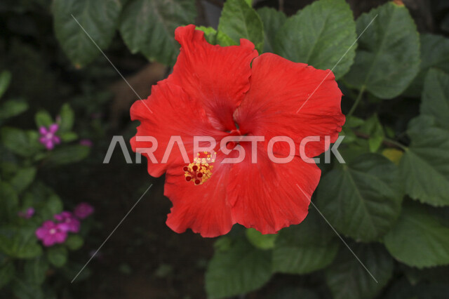 صورة مقربة لورد أحمر عطري في مزرعة الحقول الخضراء ، الطبيعة الخلابة ، جمال الطبيعة بالسعودية وقت النهار ، صورة لأزهار جميلة متفتحة