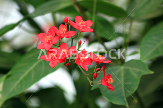 صورة مقربة لورود حمراء عطرية في مزرعة الحقول الخضراء ، الطبيعة الخلابة ، جمال الطبيعة بالسعودية وقت النهار ، صورة لأزهار جميلة متفتحة