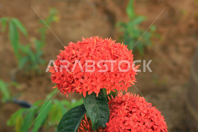 صورة مقربة لورود حمراء عطرية في مزرعة الحقول الخضراء ، الطبيعة الخلابة ، جمال الطبيعة بالسعودية وقت النهار ، صورة لأزهار جميلة متفتحة