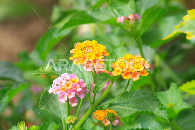 صورة مقربة لأزهار جميلة عطرية متفتحة في مزرعة الحقول الخضراء ، الطبيعة الخلابة ، جمال الطبيعة بالسعودية وقت النهار ، زراعة الأزهار والورود الطبيعية