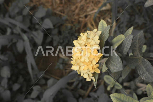 صورة مقربة لأزهار جميلة عطرية متفتحة في مزرعة الحقول الخضراء ، الطبيعة الخلابة ، جمال الطبيعة بالسعودية وقت النهار ، زراعة الأزهار والورود الطبيعية