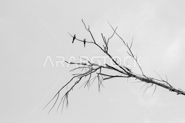 صورة لعصفورين صغيرين على غصن الشجرة  ، الطبيعة الجميلة في السعودية في وضع النهار