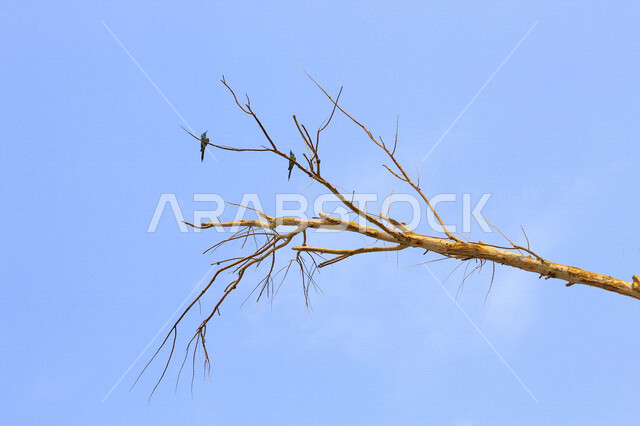 صورة لعصفورين صغيرين على غصن الشجرة  ، الطبيعة الجميلة في السعودية في وضع النهار