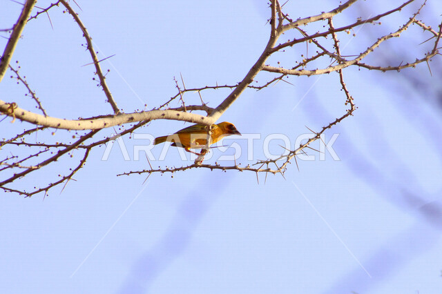 A picture of a small bird on a tree branch, the beautiful nature in Saudi Arabia in the daytime