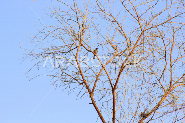 A picture of a small bird on a tree branch, the beautiful nature in Saudi Arabia in the daytime