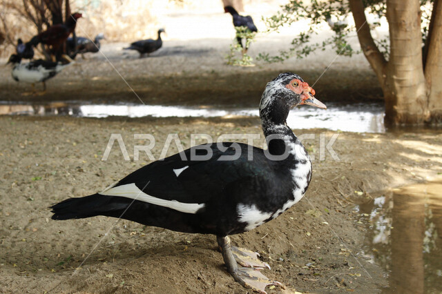 صورة لبطة ذات ريش أسود وأبيض ، مزرعة لتربية البط والأوز بالسعودية