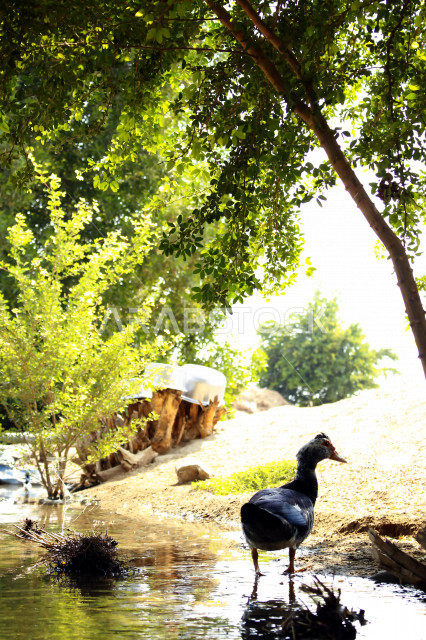 صورة لبطة ذات ريش أسود وأبيض ، مزرعة لتربية البط والأوز بالسعودية