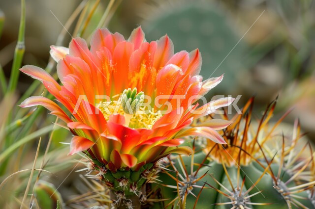 مجموعة من نبات الصبار الشوكي في المناطق الصحراوية، نمو الشوكيات والأعشاب في براري المملكة العربية السعودية، النباتات الشوكية والاعشاب البرية في المحميات الطبيعية ، صورة مقربة لازهار الصبارة 