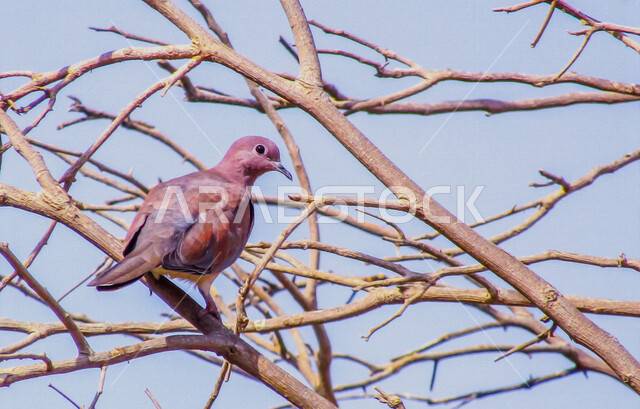 صورة مقربة لحمامة بألوان زاهية على غصن الشجرة في وضع النهار