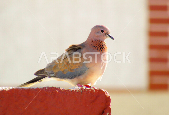 صورة مقربة لحمامة بألوان زاهية على غصن الشجرة في وضع النهار