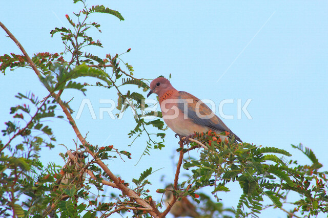 صورة مقربة لحمامة بألوان زاهية على غصن الشجرة في وضع النهار
