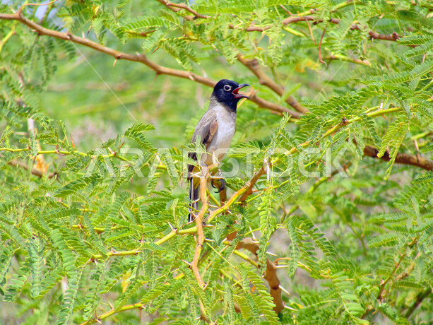 صورة مقربة لطائر الأزرق على غصن الشجرة في وضع النهار