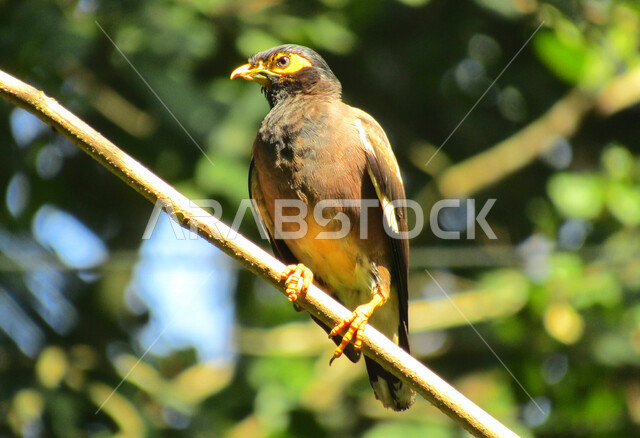 صورة مقربة لطائر حاد على غصن الشجرة في وضع النهار ، طائر برأس أسود وعينين محاطة باللون الأصفر