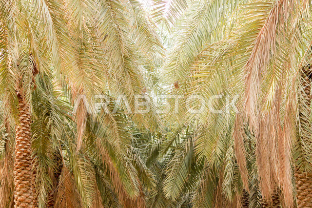 أشجار النخيل  في المملكة العربية السعودية ، مزارع لانتاج التمور ، المناطق الزراعية للنخيل ، جريد النخيل