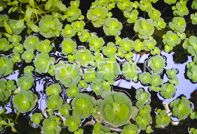 صورة لأربع أوراق البرسيم تطفو على سطح بركة المياه  ، جمال الطبيعة الخضراء